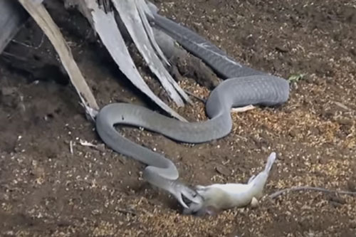 CLIP: Rắn Mamba đen nuốt chửng con mồi trong tích tắc