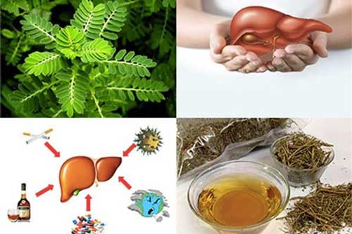 Bài thuốc dân gian làm tiêu mỡ máu đơn giản bằng công thức: Cây chó đẻ + quả dứa + gan heo