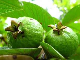 Những lợi ích "vàng" ít ai biết của lá ổi