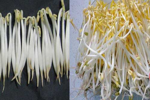 Giá đỗ sạch và nhiễm hóa chất chỉ khác nhau ở 5 điểm sau, mẹ thông thái cần ghi nhớ kỹ