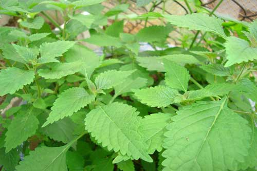 Những loại lá tắm "thổi bay" rôm sảy cho da bé mịn màng