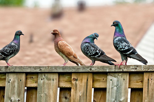 Những bí ẩn của bồ câu đưa thư