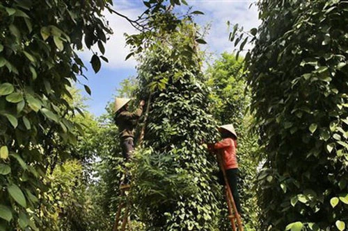 Nông dân thu hoạch hồ tiêu.