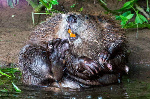 '360 độ' kỳ thú của các loài động vật có vú