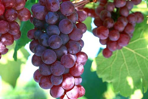 Điểm danh những loại trái cây tốt từ vỏ đến ruột