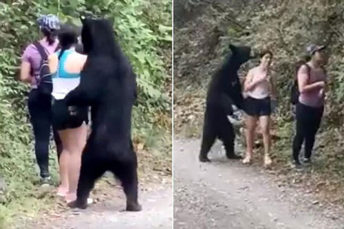 Dân Mexico tức tối vì gấu đen bị thiến sau khi đến gần du khách
