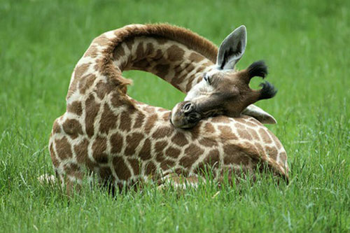 Được ngủ tưởng chừng như sung sướng, nhưng với những loài động vật sau thì đó lại trở thành ‘cực hình’