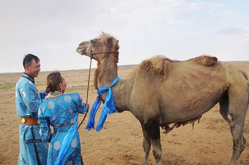 Lạc đà 'cuốc bộ' đến xẹp cả bướu để tìm về chủ cũ