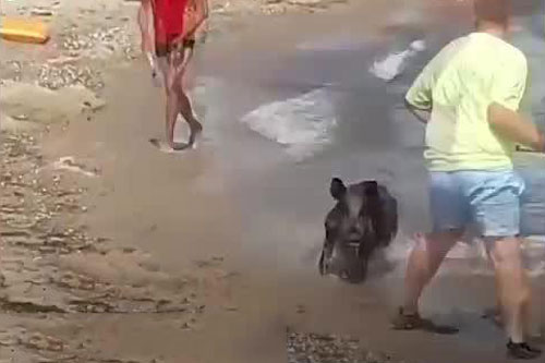 Lợn rừng dữ tợn bất ngờ xuất hiện trên biển, tấn công du khách gây náo loạn