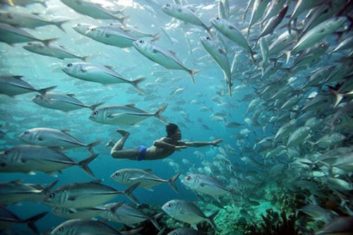 Kinh ngạc trước tộc người tiến hoá với khả năng lặn siêu đẳng