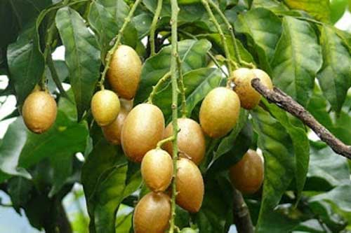 Bài thuốc chữa "bách bệnh" từ quả quất hồng bì