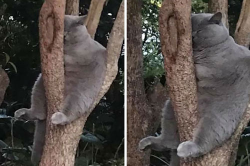 Bộ ảnh chứng minh nếu ngủ trên cây là nghệ thuật, thì bọn mèo là những nghệ sĩ đích thực