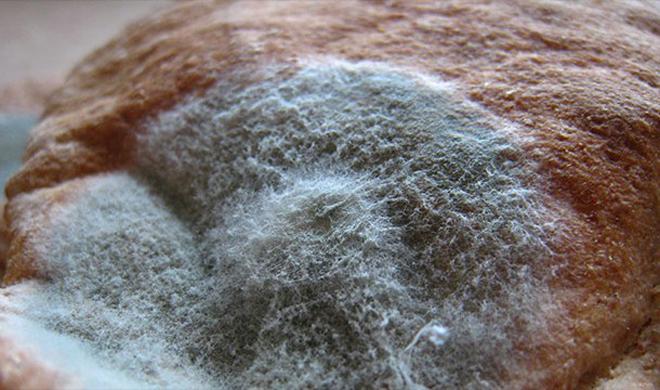 Kinh dị thuốc chữa bệnh cổ xưa: Ngửi "hơi thối" để thoát đại dịch, hút thuốc ngừa ung thư!