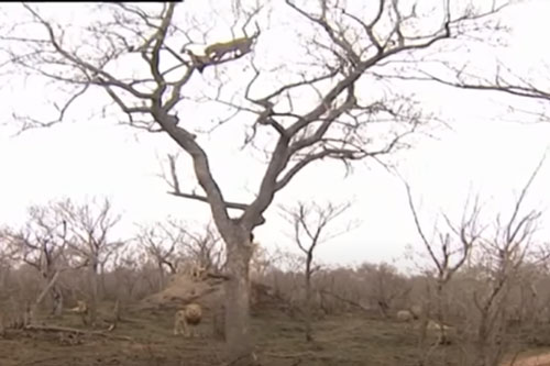 CLIP: Đàn sư tử leo lên cây để cướp mồi của báo hoa mai