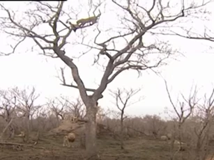 CLIP: Đàn sư tử leo lên cây để cướp mồi của báo hoa mai