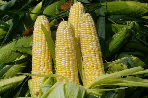 Đau khớp gối chớ dại đụng vào 8 loại thực phẩm này kẻo có ngày 'tàn phế'