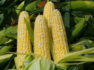 Đau khớp gối chớ dại đụng vào 8 loại thực phẩm này kẻo có ngày 'tàn phế'
