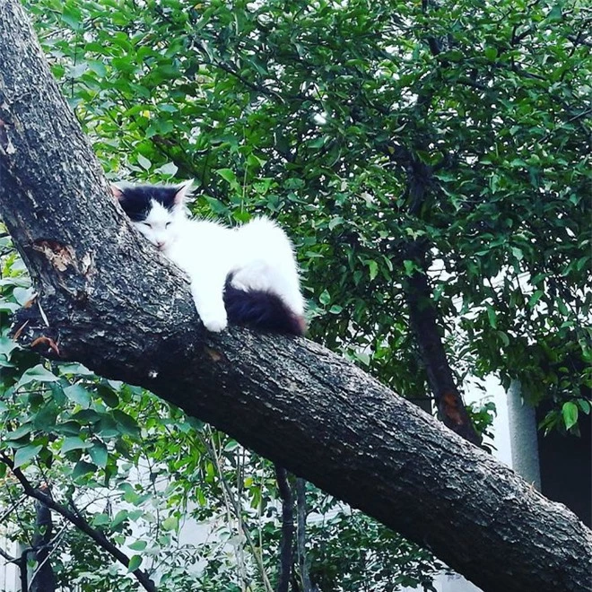 Bộ ảnh chứng minh nếu ngủ trên cây là nghệ thuật, thì bọn mèo là những nghệ sĩ đích thực - Ảnh 9.