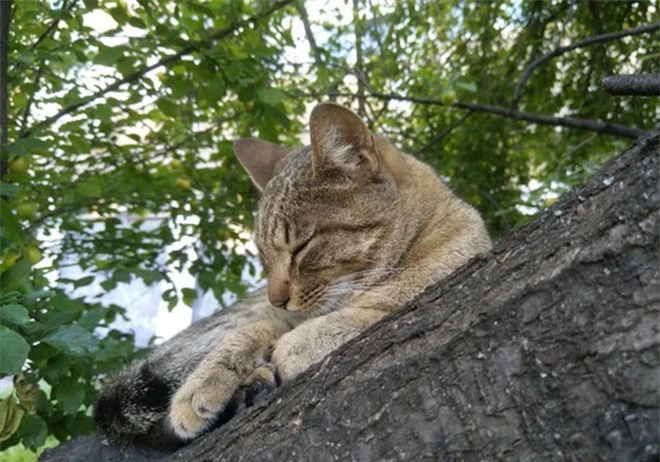 Bộ ảnh chứng minh nếu ngủ trên cây là nghệ thuật, thì bọn mèo là những nghệ sĩ đích thực - Ảnh 16.
