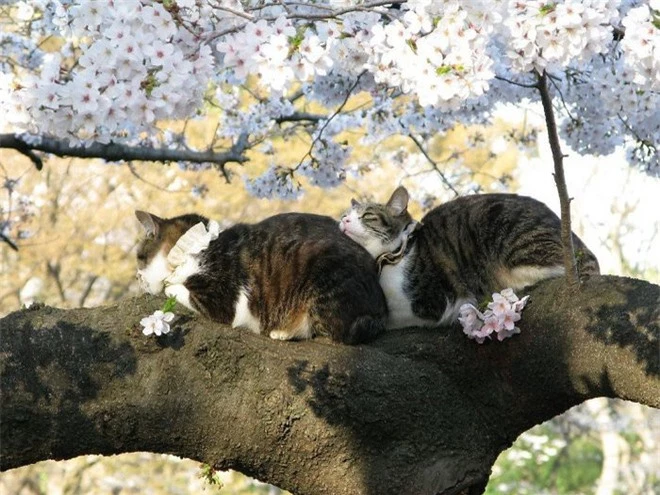 Bộ ảnh chứng minh nếu ngủ trên cây là nghệ thuật, thì bọn mèo là những nghệ sĩ đích thực - Ảnh 18.