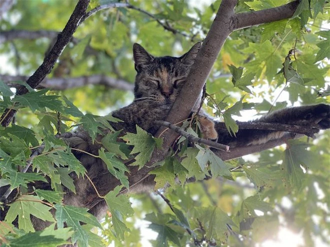 Bộ ảnh chứng minh nếu ngủ trên cây là nghệ thuật, thì bọn mèo là những nghệ sĩ đích thực - Ảnh 3.