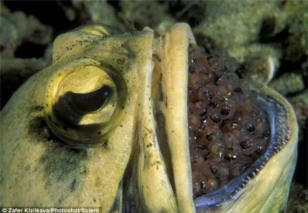 Chú cá đực phải há miệng trong suốt quá trình ấp trứng để cung cấp đủ ô-xy cho trứng