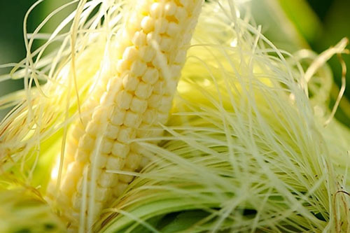 Những loại cây cỏ rẻ như cho có đầy ở Việt Nam giúp loại bỏ cặn bã trong gan, thận cực hiệu quả