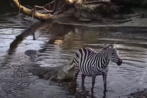 CLIP: Ngựa vằn thoát chết ngoạn mục dưới hàm răng sắc nhọn của hai con cá sấu