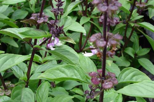 Đây chính là loại rau gia vị có khả năng ngừa đột quỵ, bảo vệ tim cực tốt