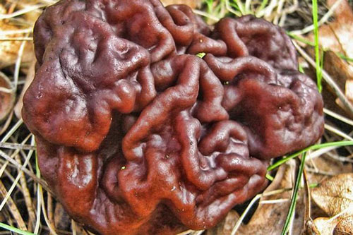 Loại nấm độc chết người được dân Phần Lan ưa chuộng