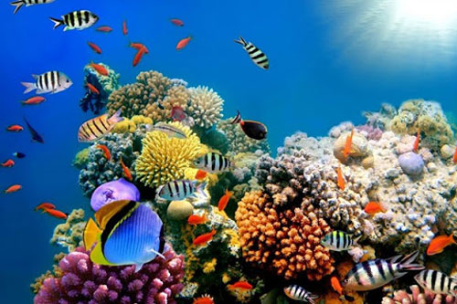 Nước biển ấm lên làm đứt gãy chuỗi thức ăn trong lòng đại dương