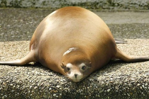 "Cười vỡ bụng" với loạt ảnh những con vật bị "thần heo nhập", béo ục ịch lăn nhanh hơn đi mà đáng yêu hết nấc khiến ai cũng muốn ôm