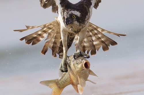 Cận cảnh màn săn cá chép cực 'độc' của chim ưng biển