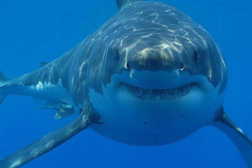 Cá mập sống gần núi lửa dưới đại dương có 'giác quan thứ sáu'