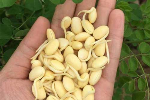 6 loại thực phẩm mọc mầm không hề độc mà còn tăng gấp đôi dinh dưỡng, ăn mỗi ngày phòng được nhiều bệnh