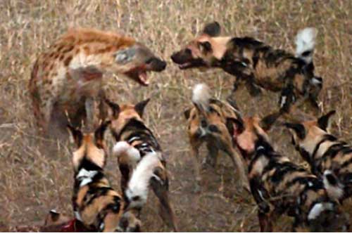 Tính cướp mồi đàn chó hoang, đôi linh cẩu "no đòn"