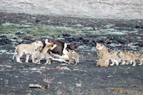 Trâu non lọt giữa bầy sư tử dữ: Chết thảm