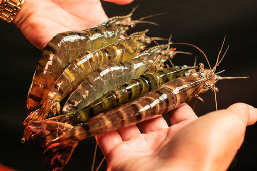 Không bảo quản tôm trực tiếp trong tủ lạnh, thêm một bước này tôm để tươi được cả năm