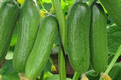 Tuyệt chiêu chọn dưa leo ngon đậm vị không bị đắng
