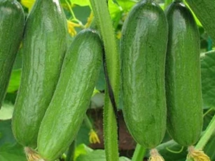 Tuyệt chiêu chọn dưa leo ngon đậm vị không bị đắng