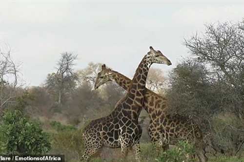 Hươu cao cổ tử chiến, hạ knock-out vẫn không tha đối thủ