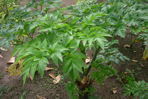 Phát hiện loại lá cây chứa chất “cải lão hoàn đồng”