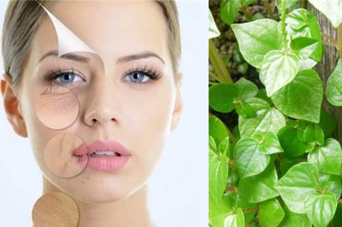 Loại rau nhiều người tưởng rau dại đem nhổ bỏ, lại có giá bán đắt hơn thịt và công dụng thần kỳ thế này