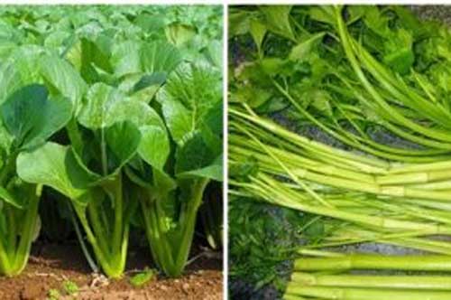 Mách các mẹ cách nhận biết dấu hiệu của những loại rau quen thuộc này bị "tắm đẫm" hóa chất, ăn vào ảnh hưởng sức khỏe