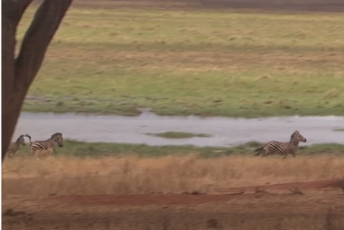 CLIP: Sư tử "ngã sấp mặt" khi bị dính đòn của ngựa vằn