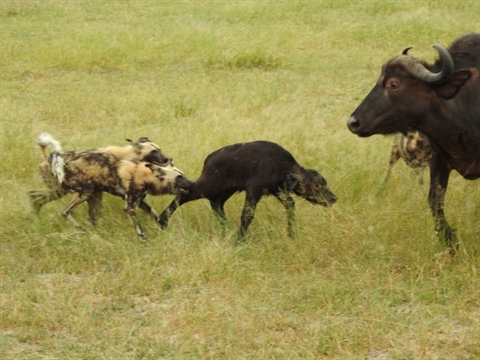 Trâu rừng bất lực nhìn con bị đàn chó hoang xâu xé