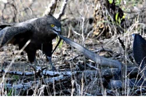 Đại bàng tính thịt rắn hổ mang: Cái kết không như mơ