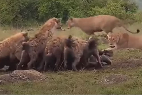 CLIP: Trận chiến đẫm máu giữa đàn sư tử và bầy linh cẩu 