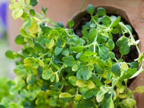 Top 10 lỗi phổ biến khi trồng rau thơm và thảo mộc tại nhà