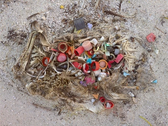 Ngổn ngang rác và phế liệu trong bụng của một chú chim hải âu đã chết